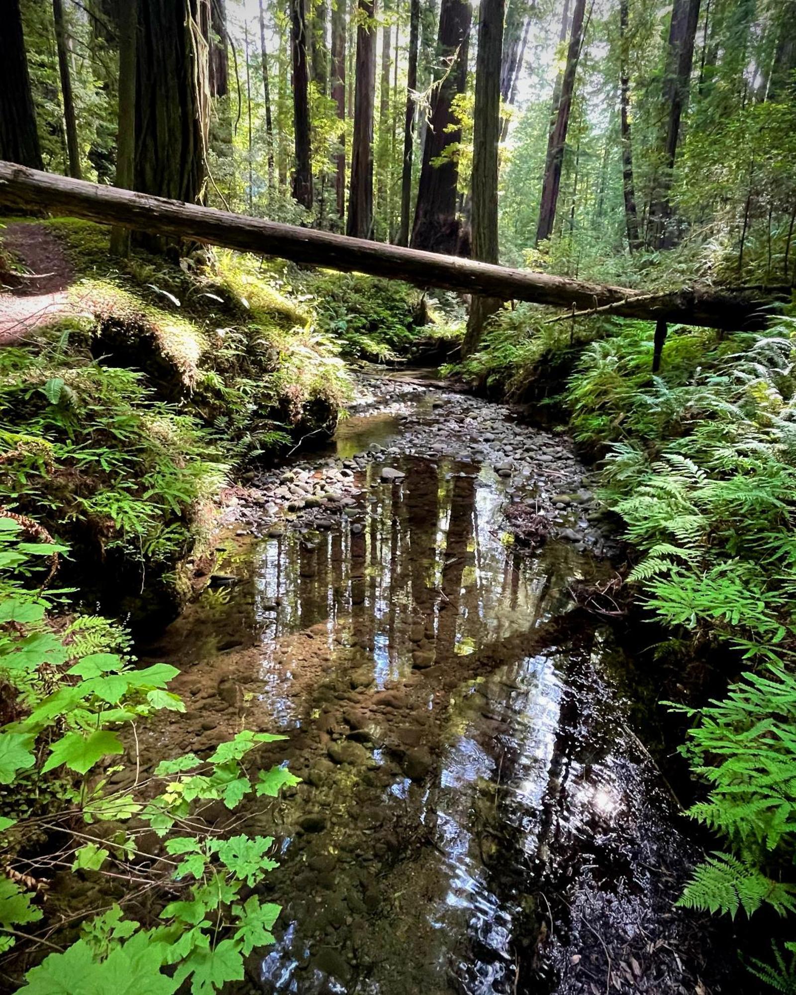 Avenue Of The Giants Caraway Cottage Miranda Bagian luar foto