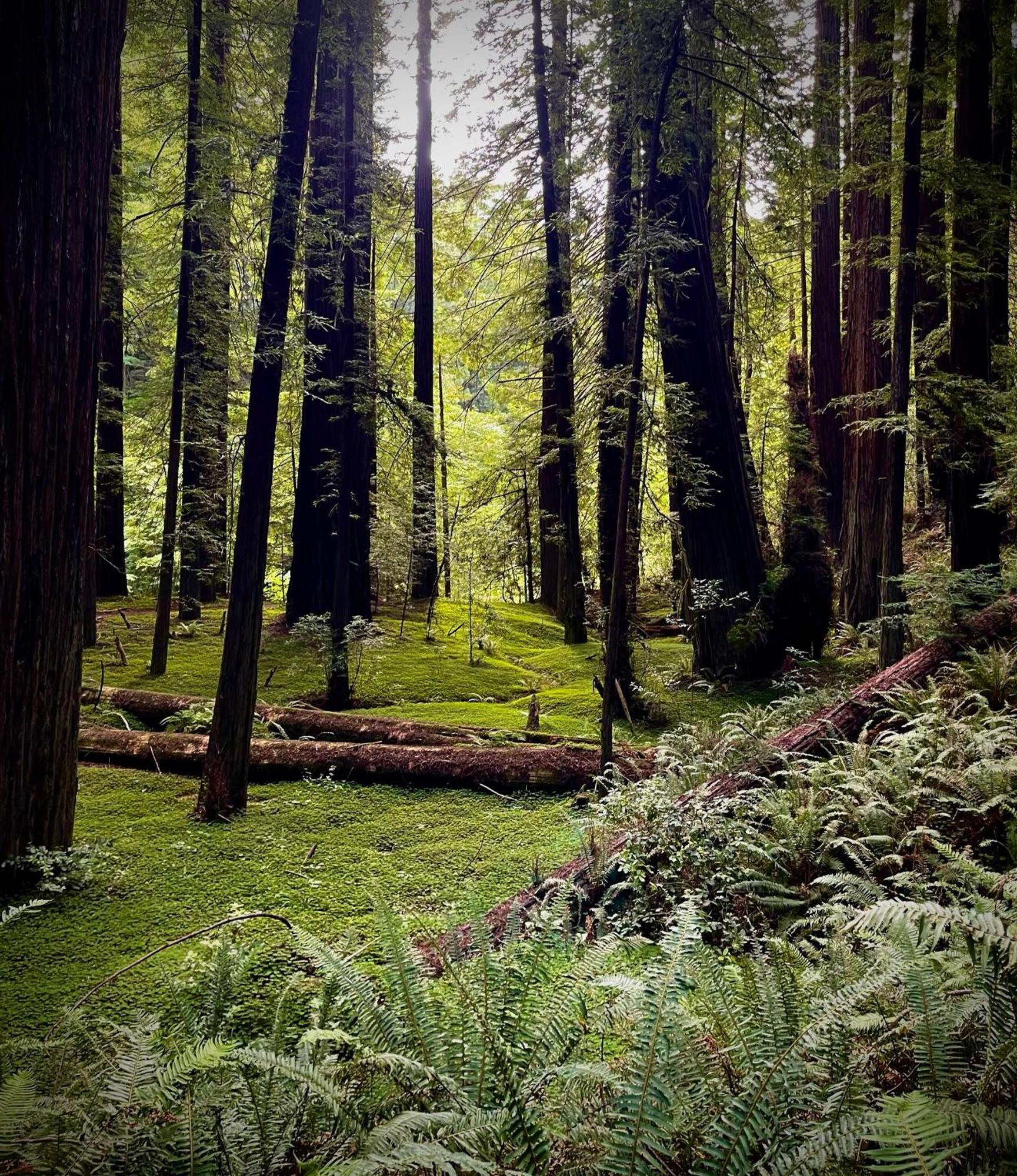 Avenue Of The Giants Caraway Cottage Miranda Bagian luar foto